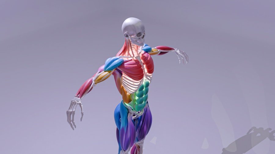 Photo muscle study
